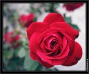 rose 1